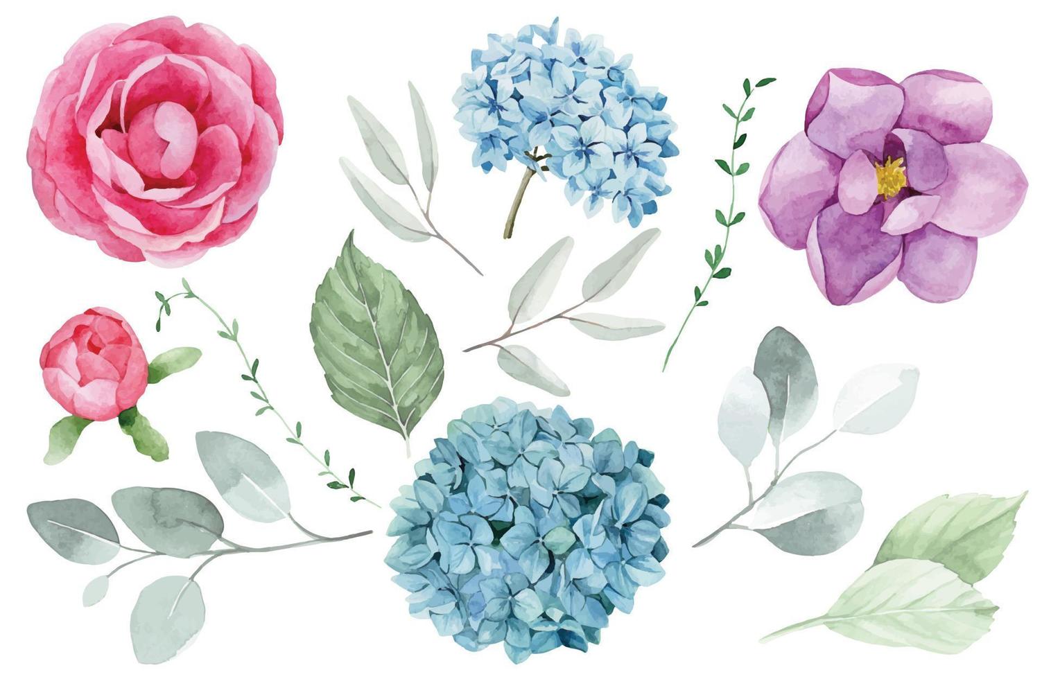 Aquarellzeichnung. Sammlung von Blumen und Blättern. rosafarbene, blaue, purpurrote Rosen-, Hortensien- und Magnolienblumen und grüne Eukalyptusblätter lokalisiert auf weißem Hintergrund. realistische Malerei. vektor