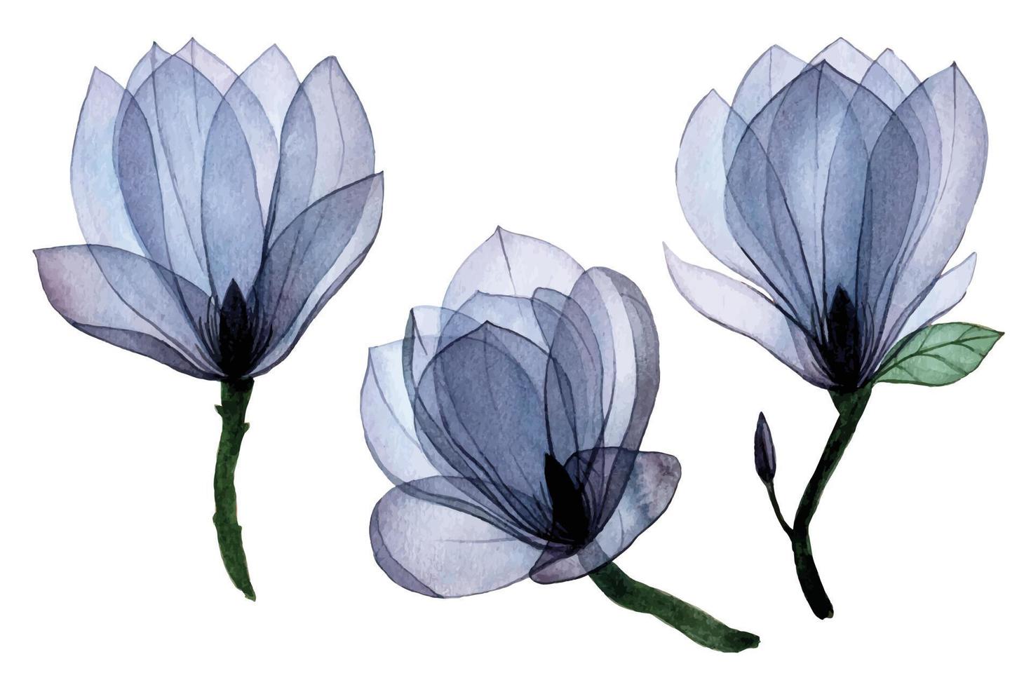 aquarellzeichnungsset mit transparenten magnolienblüten. transparente blumen blaue isolierte elemente. vektor