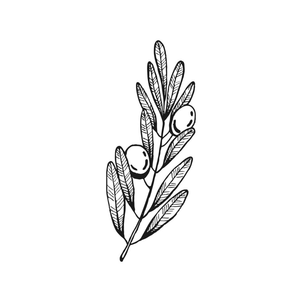 Olivenzweige. Olivenfruchtbündel und Olivenzweige mit Blättern. handgezeichnete illustration in vektor umgewandelt.