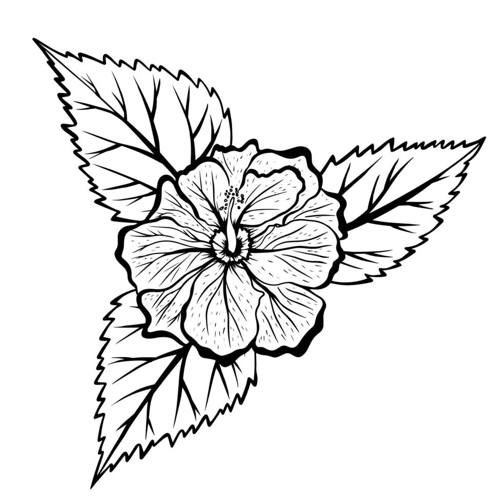 hibiskusblommor med lövritning och skiss med streckkonst på vit bakgrund. vektor
