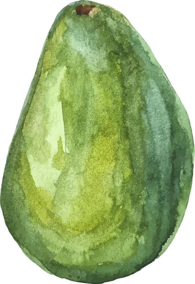 aquarellgrüne avocadohand gezeichnet lokalisiert auf weißer gesunder ernährung vektor