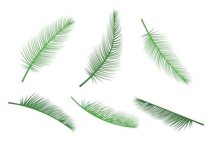 Palm Leaf Vektoren