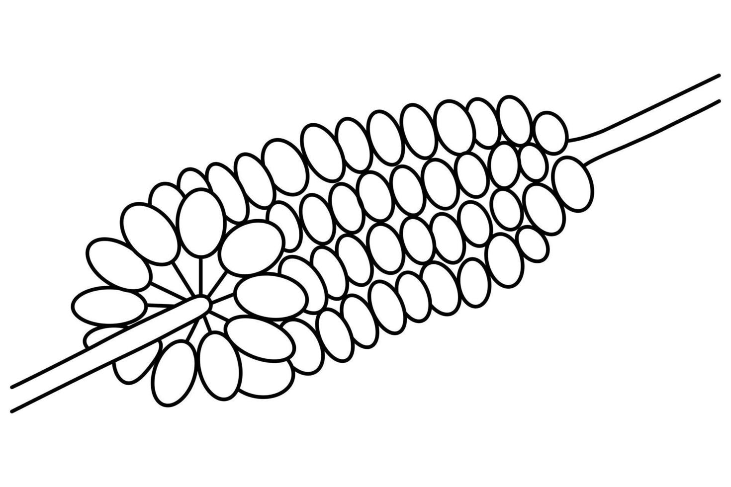 Ax. skiss. vektor illustration. kontur på isolerad bakgrund. doodle stil. saftiga korn på stjälken. vegansk mat. nyttig grönsak. skörd. säsongsbetonad ekologisk produkt.