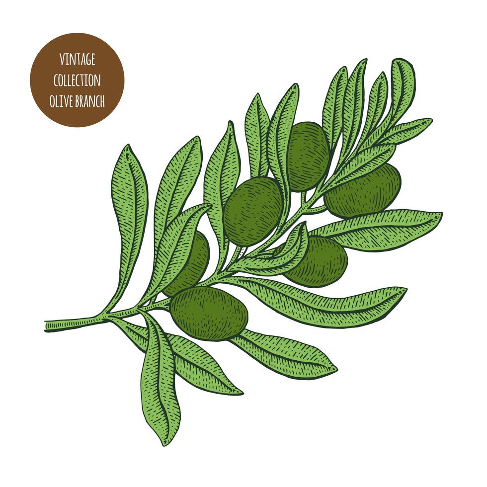 grüne Oliven auf Astzweigentwurf vektor