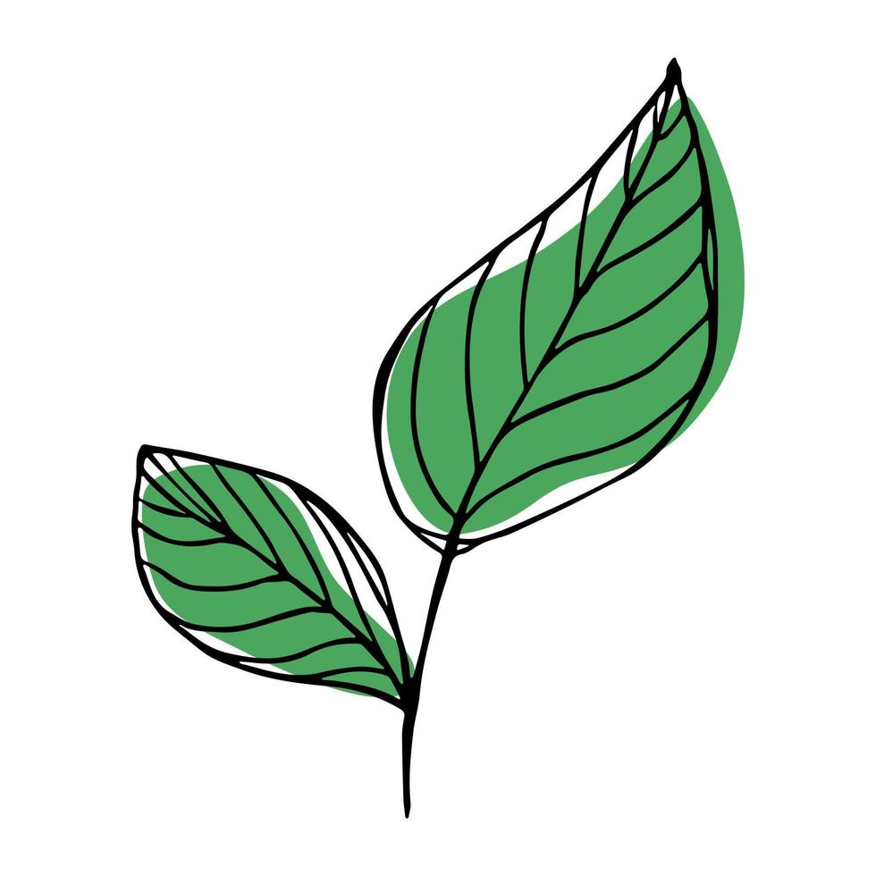 vektor citron blad clipart. handritad växtillustration. för tryck, webb, design, dekor, logotyp.