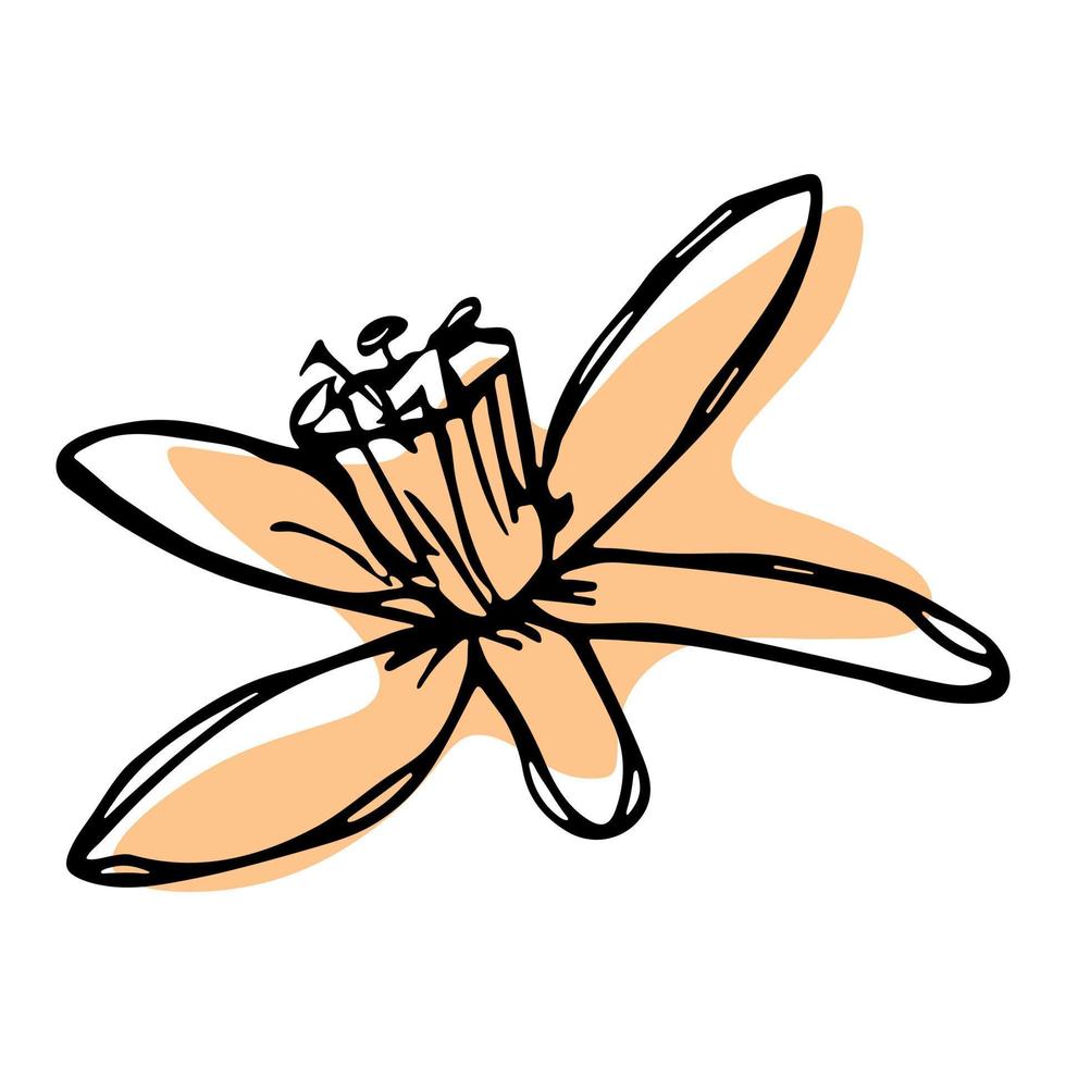 Vektor-Zitronenblumen-Clipart. hand gezeichnete blütenillustration. für Print, Web, Design, Dekor, Logo. vektor