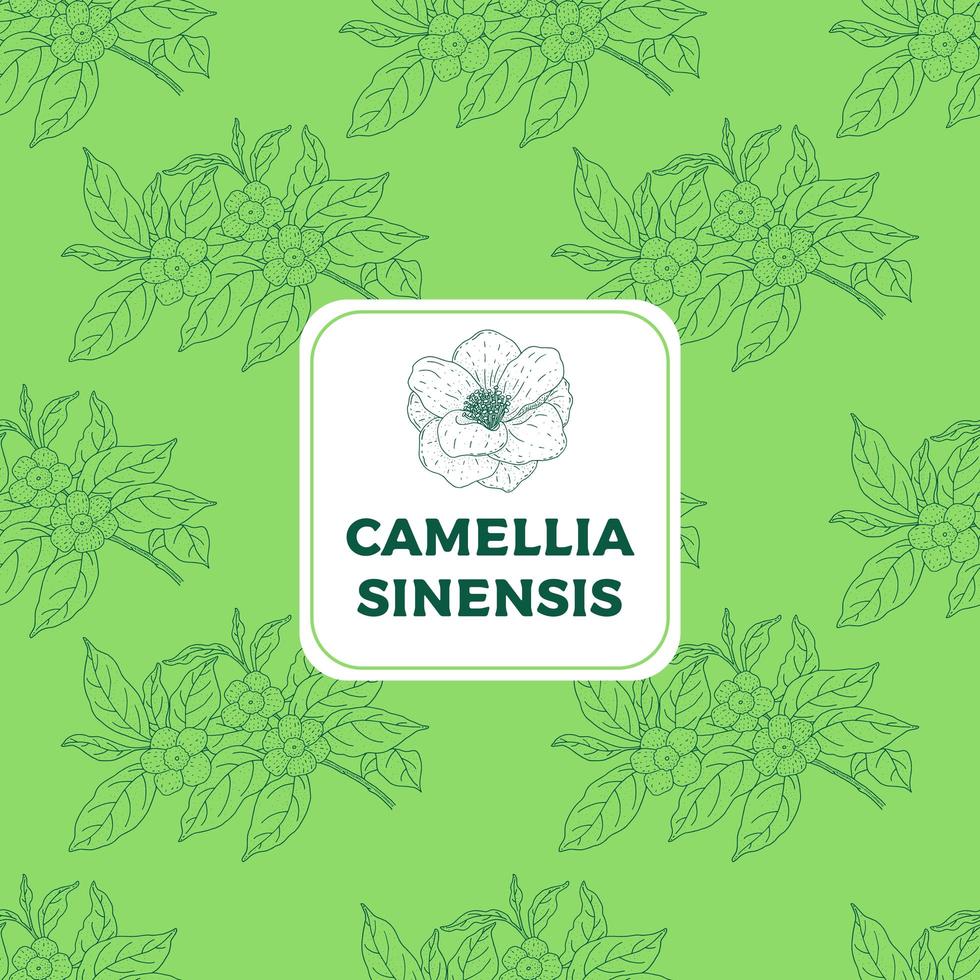 Grünes Vintage nahtloses Muster der Kamelie sinensis grün vektor