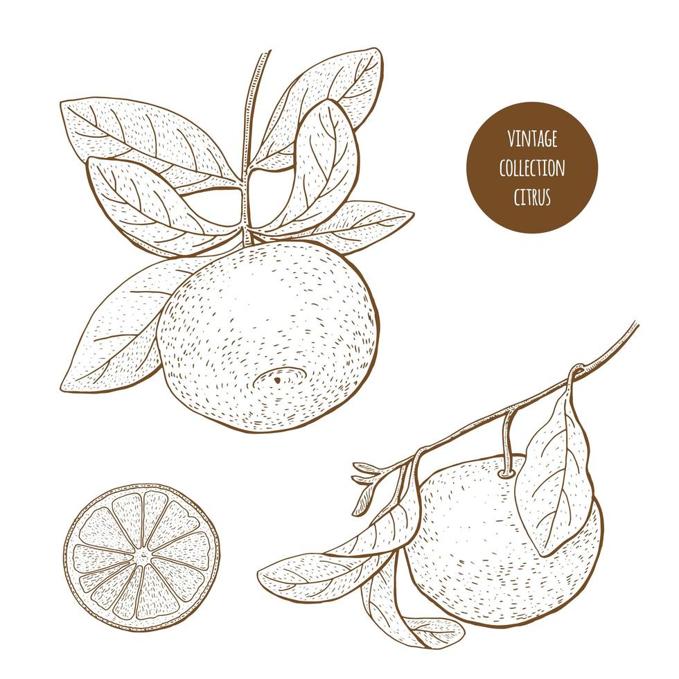 citrusfrukter vintage set vektor