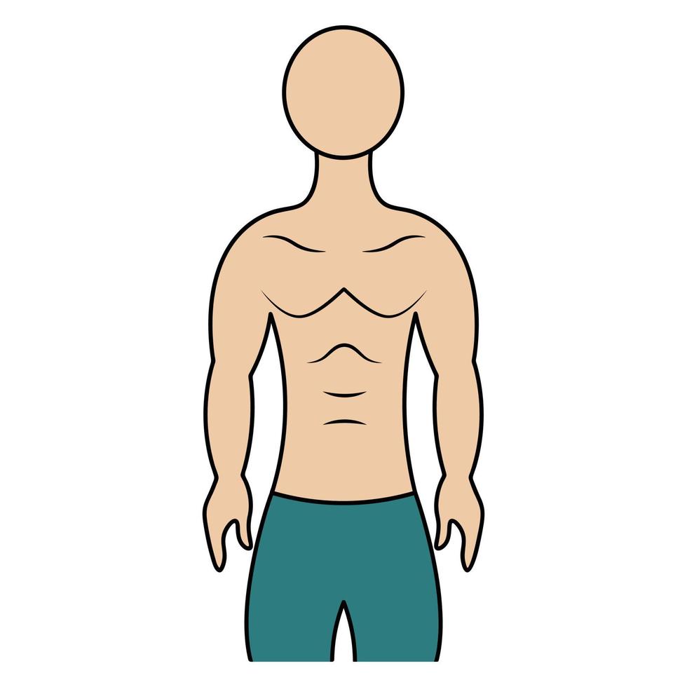 muskulös bål på en man. färg vektor illustration. atletisk kropp av en ung man. okänd person. isolerade bakgrund. tecknad stil. idé för webbdesign