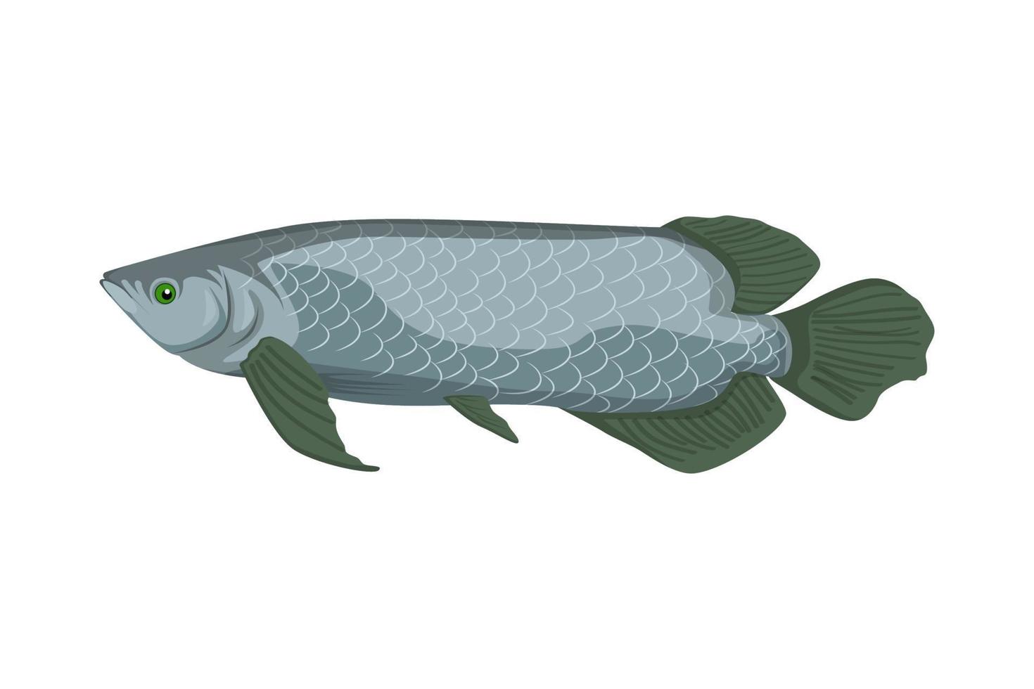 Arowana Fisch Vektor-Illustration vektor