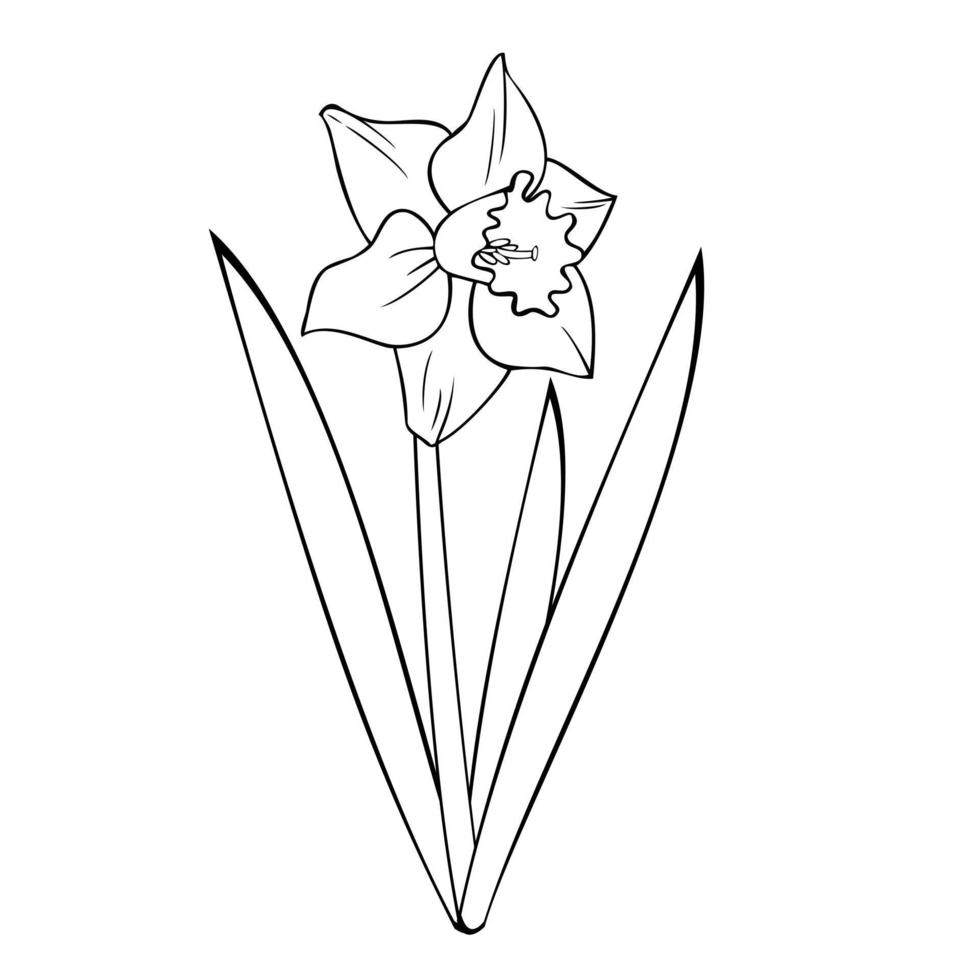 einfarbiges Bild, Frühlingsblumennarzisse mit Blättern, Vektorillustration auf einem weißen Hintergrund vektor