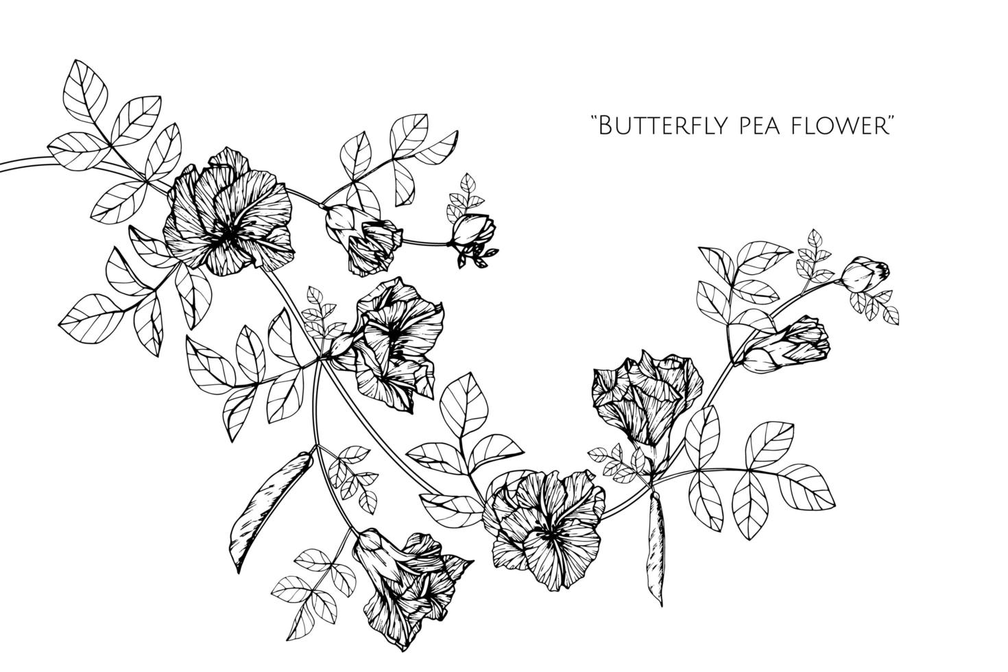 Schmetterlingserbsenblume und Blätter handgezeichnetes Design vektor