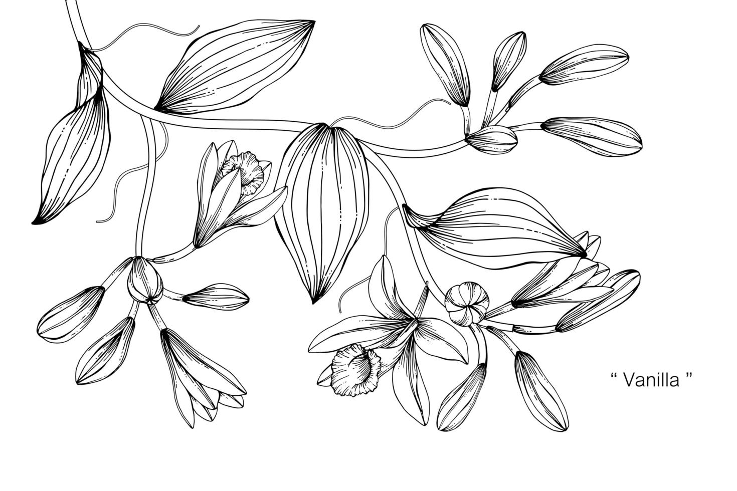Vanilleblume und handgezeichnetes botanisches Design vektor