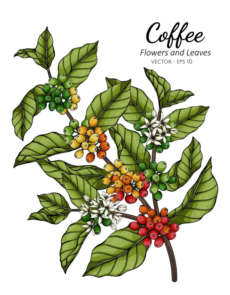 handgezeichnete Kaffeeblume und Blätter vektor
