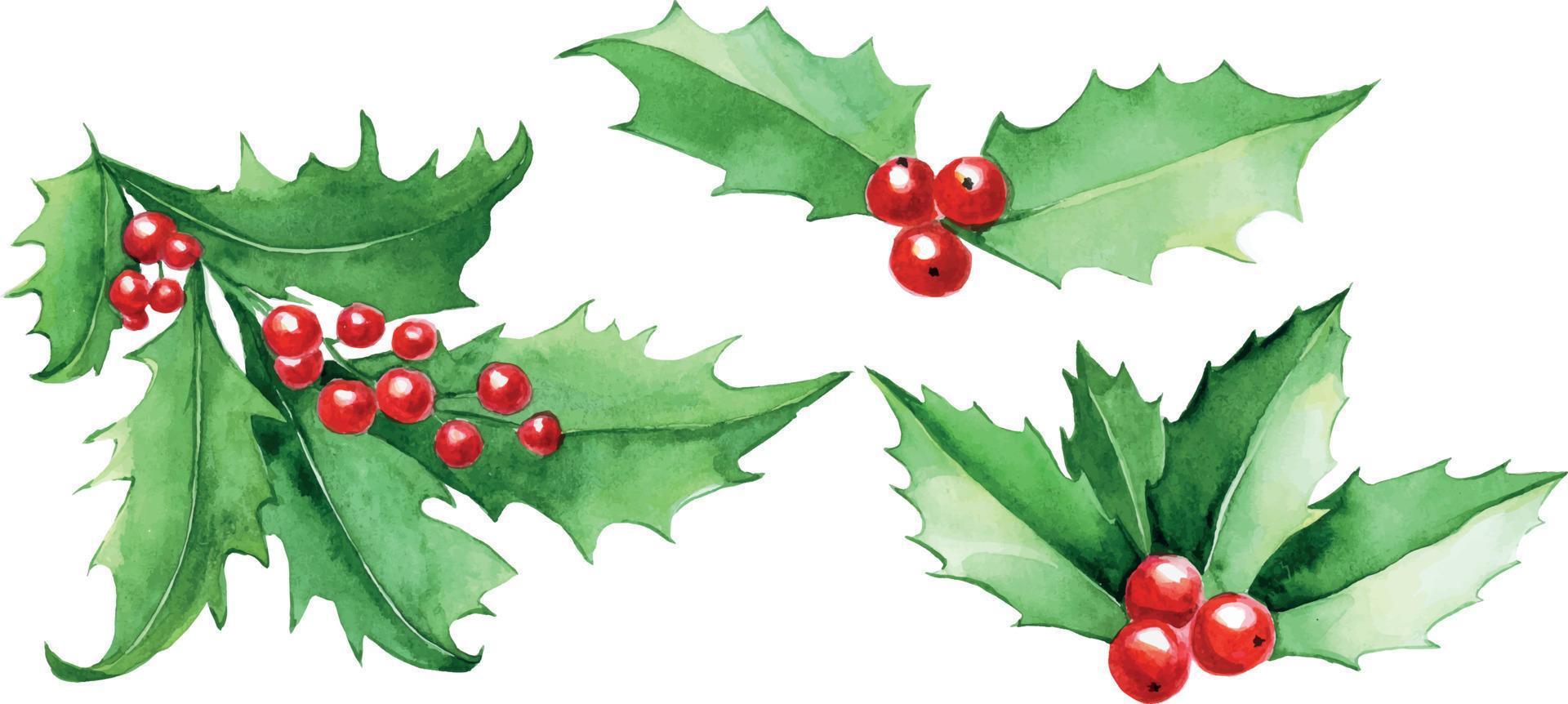 akvarell set, samling av juljärnek blad. gröna blad och röda järnek bär isolerad på vit bakgrund, jul clipart. vinterdekoration för vykort, omslagspapper vektor