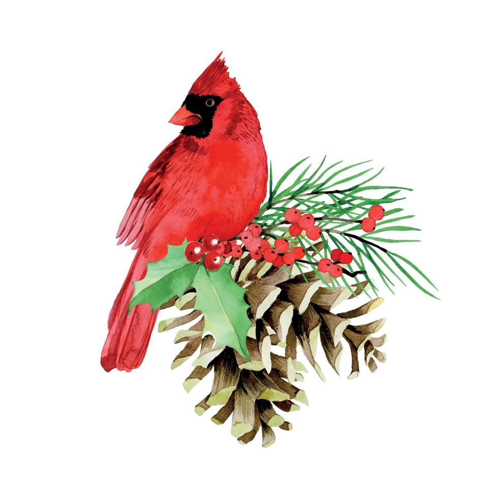 akvarellteckning. julkomposition med vinterröda fågelkardinalblad och järnekbär, grangrenar och kottar. vintage dekoration för det nya året, jul. vektor