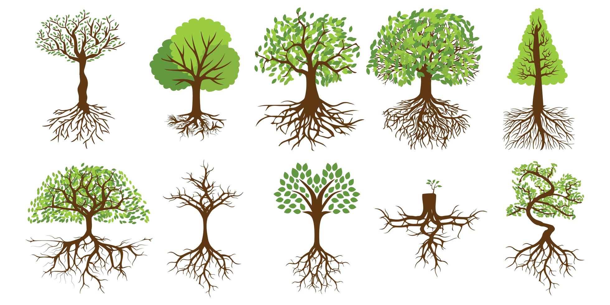 träd med rötter set vektor