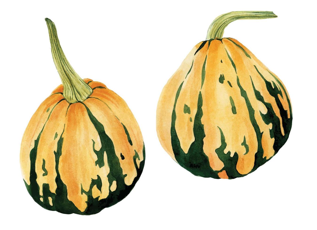 Aquarellzeichnung. Set mit Kürbissen. realistisches Zeichnen von Herbstgemüse. grüne orange kürbisse, symbol des herbstes, ernte, halloween, danksagung. Clipart isoliert auf weißem Hintergrund vektor