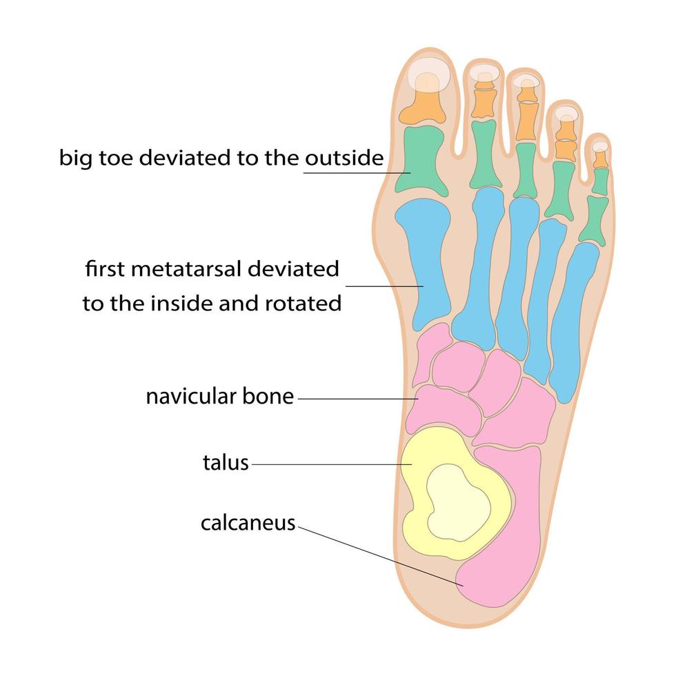 den mänskliga fotens struktur. färgglada symboler. vektor illustration.