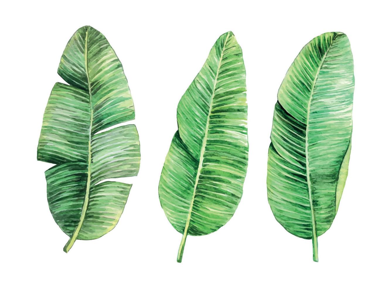 akvarell ritning bananblad. uppsättning tropiska löv på en vit bakgrund isolerad. stock illustration handritad akvarell tropiska blad clipart vektor