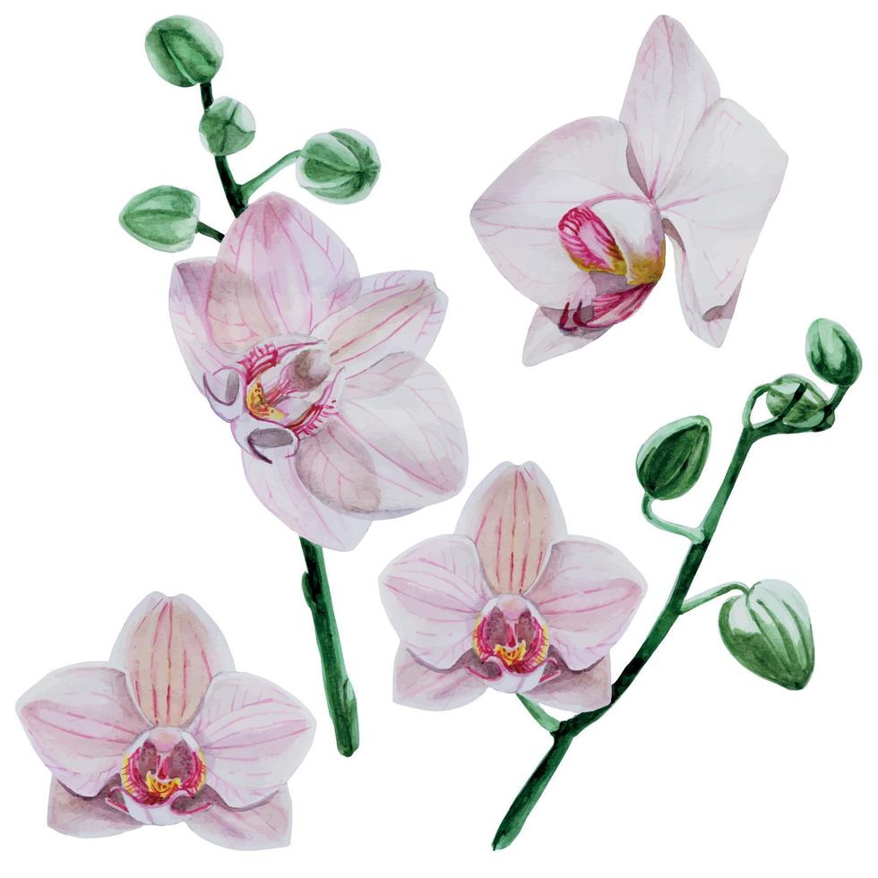 Aquarellset aus rosa Blüten und Orchideenzweigen isoliert auf weißem Hintergrund. Clipart von tropischen Blumen, weiße Orchidee. zartes Design für Hochzeiten, Karten, Einladungen vektor