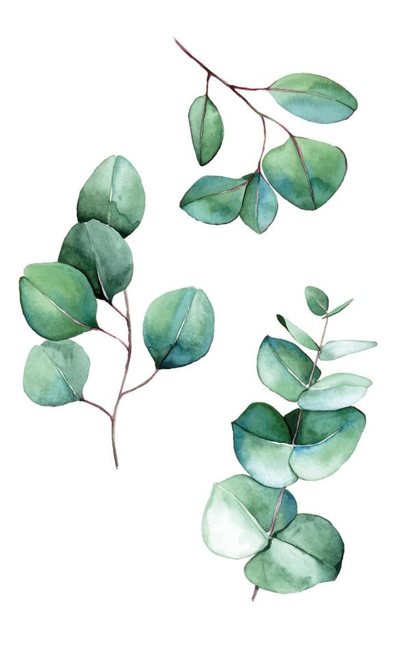 aquarellillustration, satz, sammlung von eukalyptusblättern, eukalyptuszweigen. Zeichnung isoliert auf weißem Hintergrund. gestaltungselement zum dekorieren von hochzeiten, karten, einladungen. Boho-Stil vektor