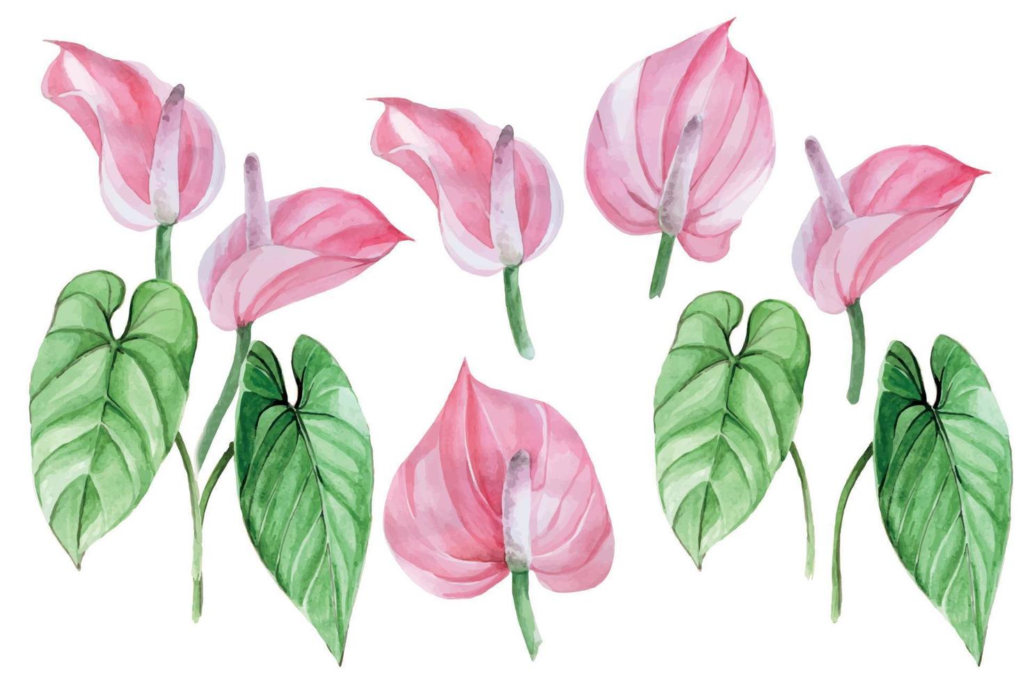 akvarellteckning, uppsättning tropiska blommor och löv av anthurium. tropiska skogens växter, rosa blommor och blad isolerad på vit bakgrund, samling. designelement för tyg, tapeter vektor