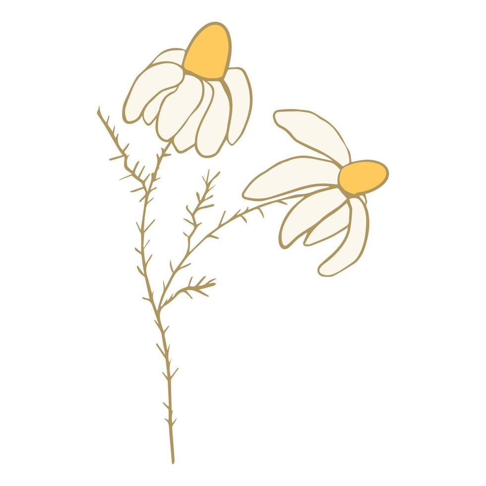 Gänseblümchen-Blumengekritzel-Gestaltungselement lokalisiert auf weißem Hintergrund. lustige süße Dekoration. Vektor-Illustration vektor