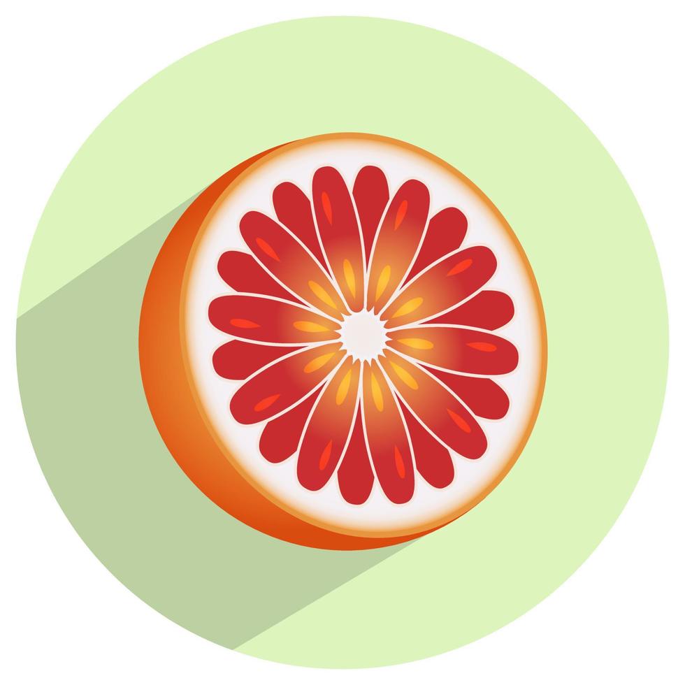 Scheibe Pampelmuse oder Grapefruit auf einem runden grünen Hintergrund für Apps und Websites vektor