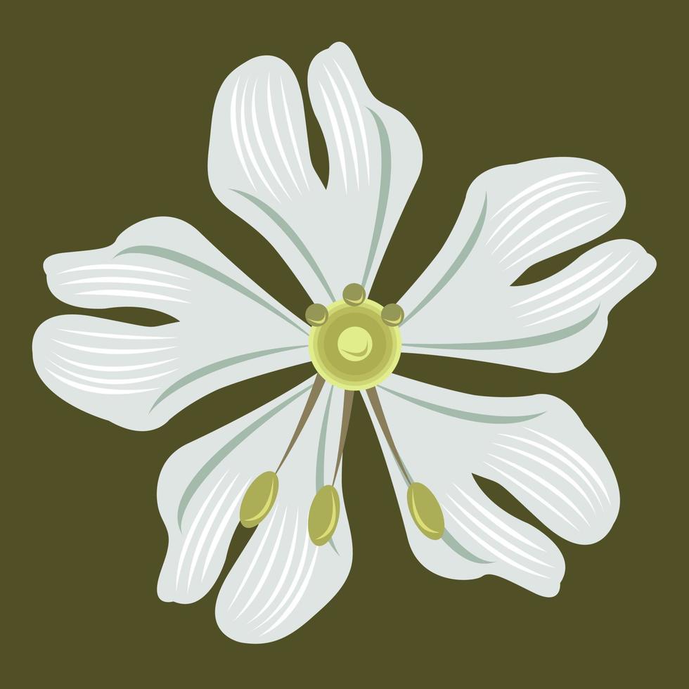 Giblartar Campion Flower Vector Illustration für Grafikdesign und dekoratives Element