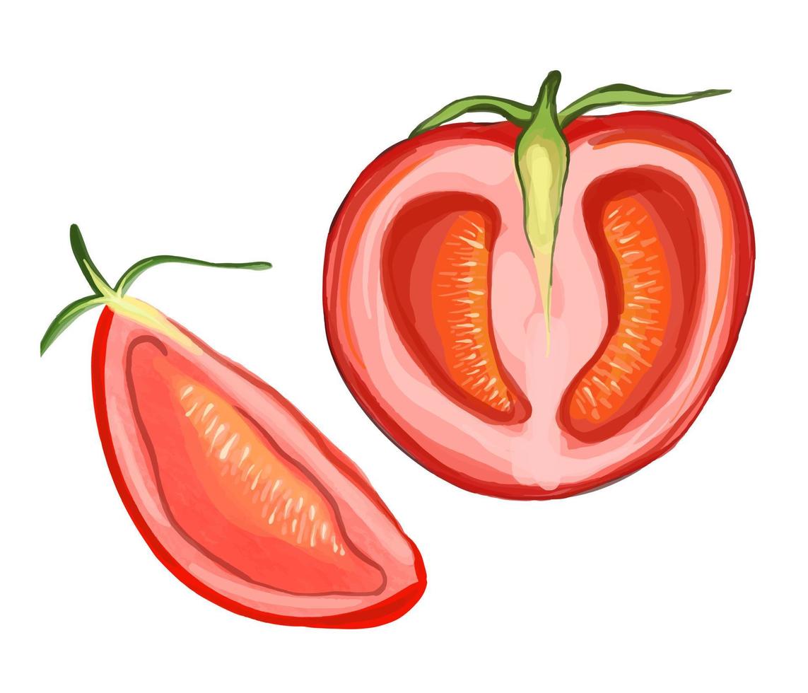 vektor två tomater skiva och hälften. handritad akvarellillustration. mogen röd tomat.