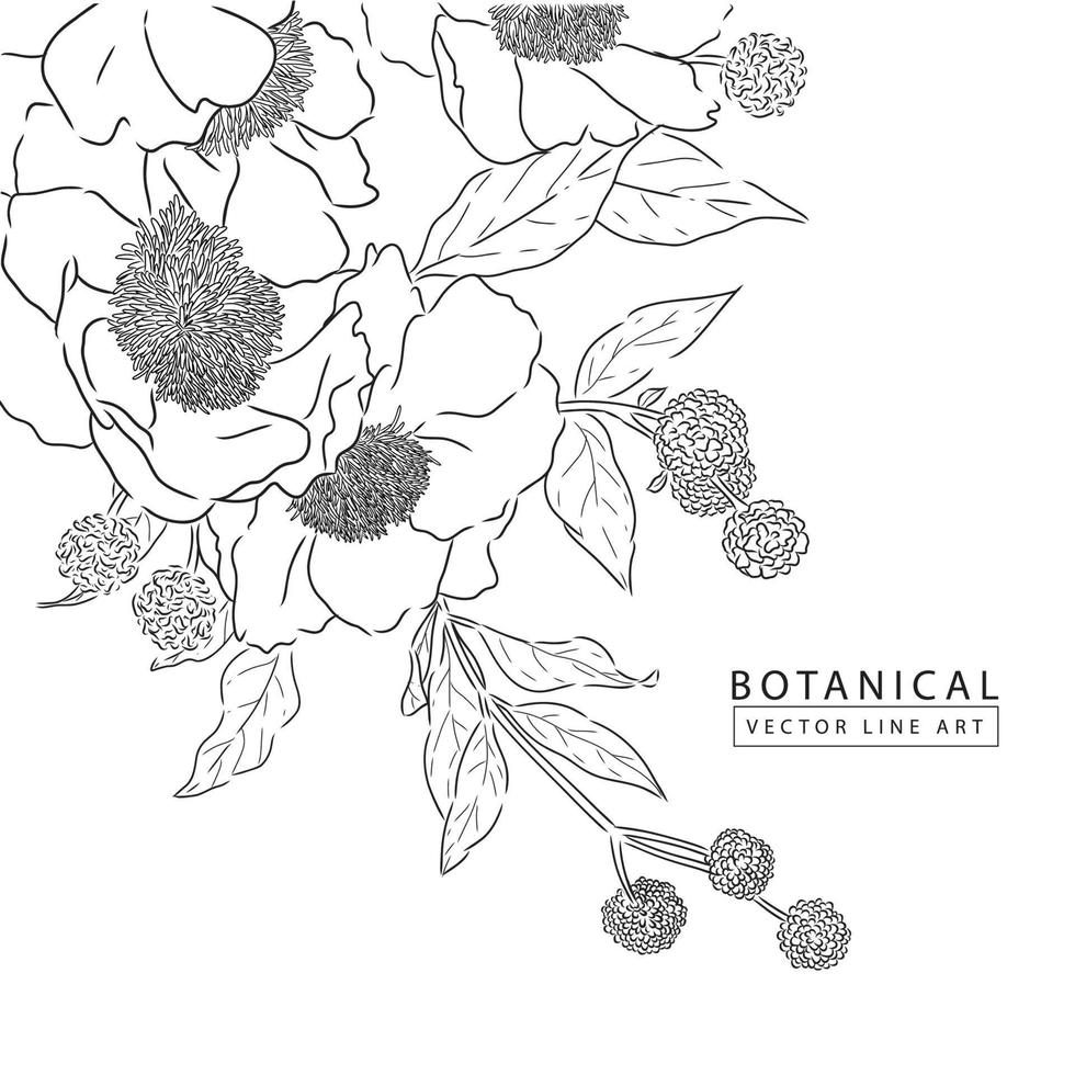 botanisk vektorlinjekonst, handritad blommaillustration 01 vektor