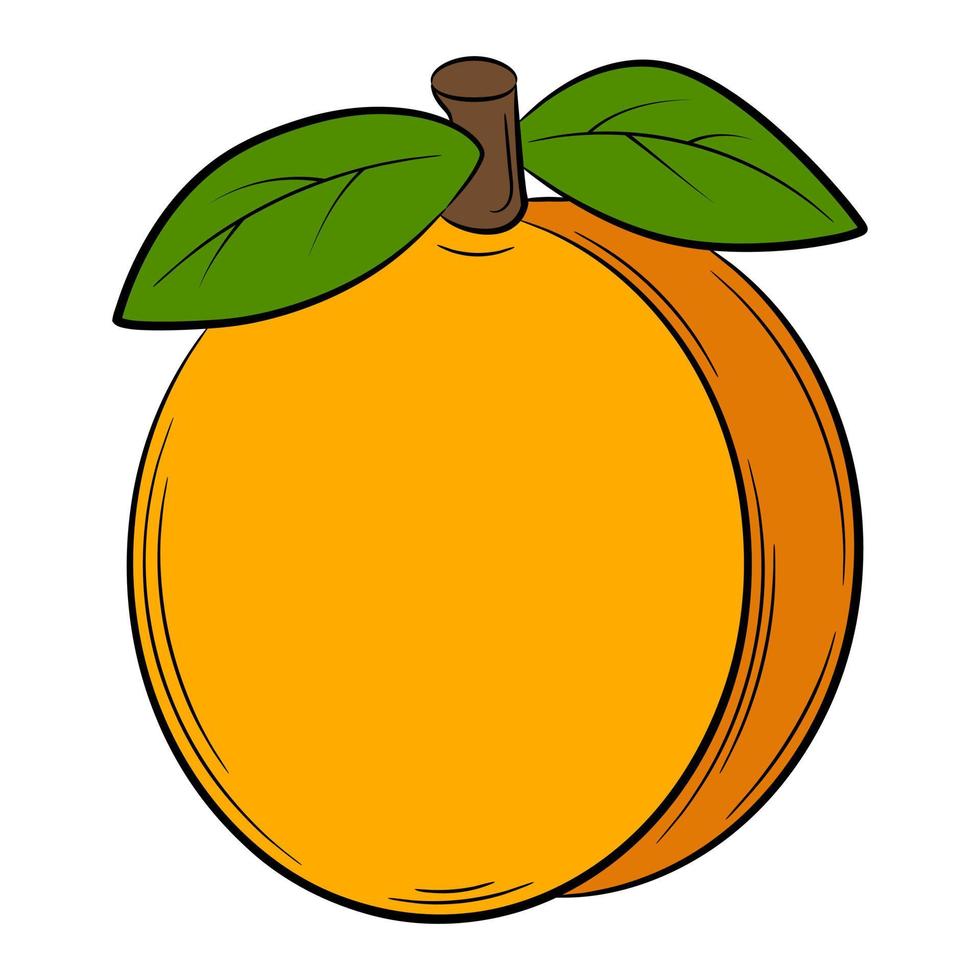 persika, aprikos, frukt i linjär stil. färgglada vektor dekorativa element, ritade för hand.
