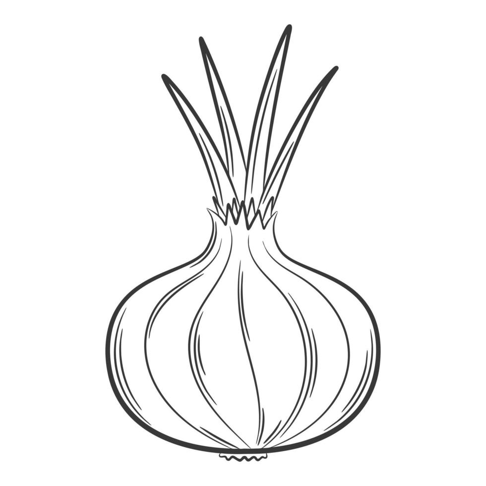 Zwiebelkopf. ein Gemüse im linearen Stil, von Hand gezeichnet. lebensmittelzutat, design element.lineart. Schwarz-Weiß-Vektor-Illustration. isoliert auf weißem Hintergrund vektor