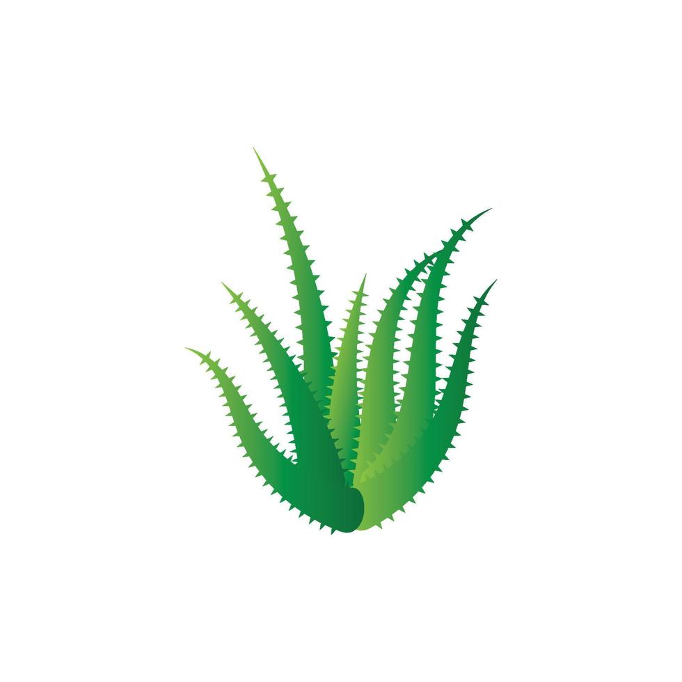 aloe vera logotyp vektor illustration mall