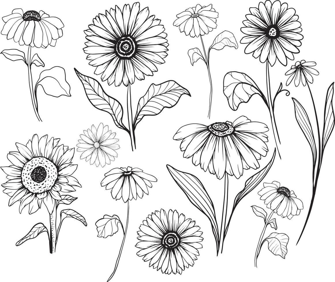 Sonnenblumen-Strichzeichnungen Sonnenblumenblumen-Vektorzeichnungssatz. von Hand gezeichnete Illustration lokalisiert auf weißem Hintergrund. botanische skizze im vintage-stil. vektor