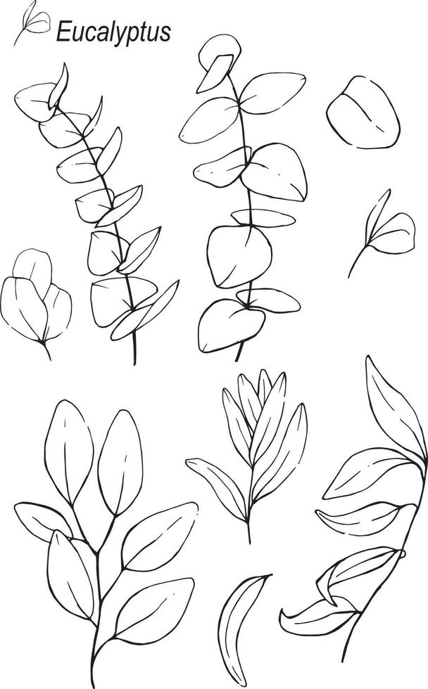 lager illustration. uppsättning eukalyptusblad med en rad handritning. grafik isolerad på en vit bakgrund. exotiska växter läkande örter. logotyp, tatuering, textildesign, tapeter, keramik vektor