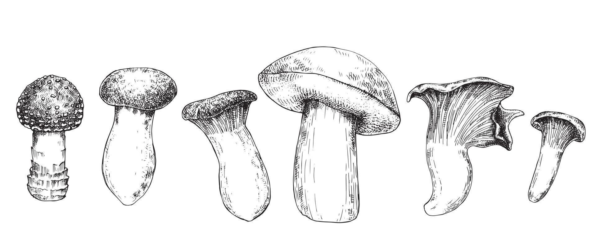 Vektorgrafik. Set mit Pilzen. schwarze Tuschezeichnung von Pilzen isoliert auf weißem Hintergrund. vektor