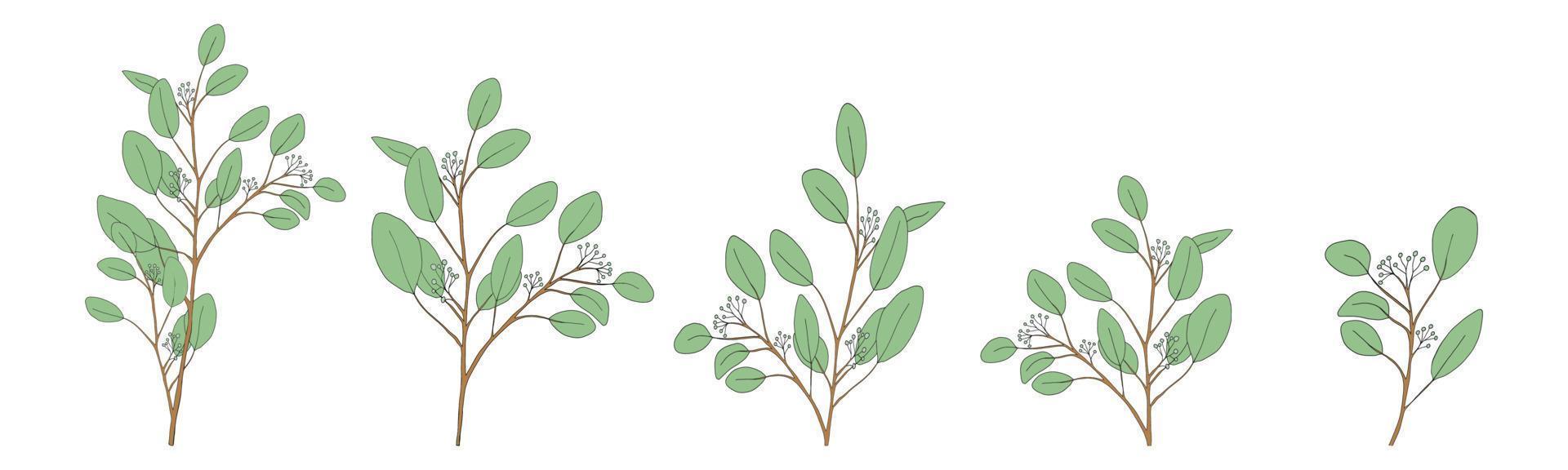 eukalyptusblad rund form på branches.set vektorillustration naturliga gröna bladelement, eukalyptuspopulus isolerad på vit bakgrund enkel och söt design för textil eller gratulationskort vektor