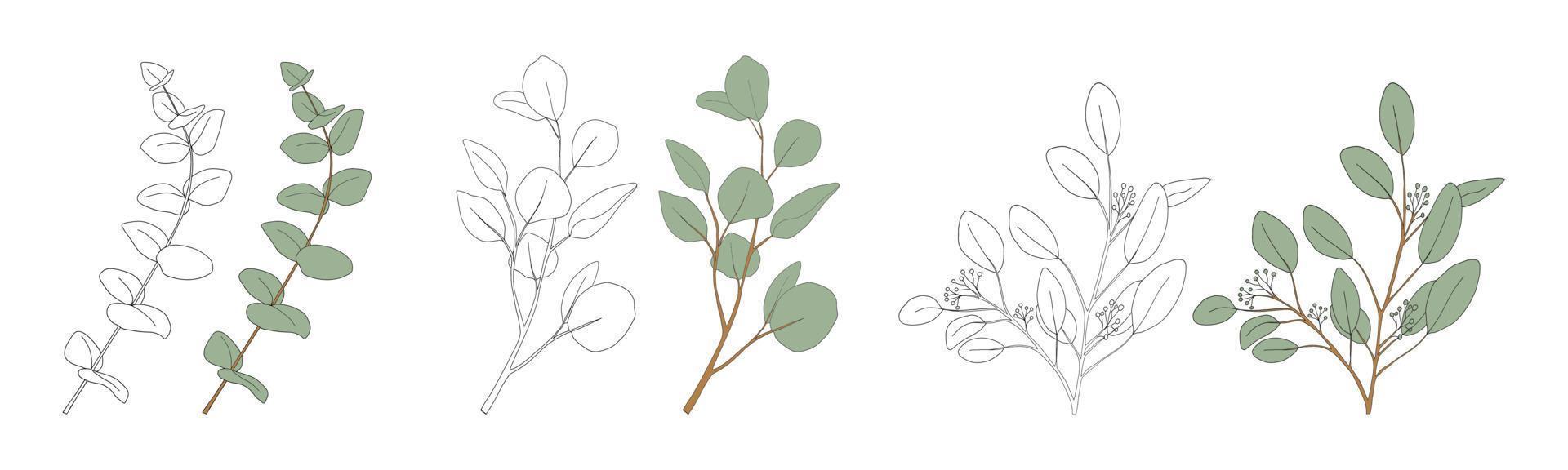 eukalyptusblad rund form på branches.set doodle vektorillustration naturliga gröna bladelement, eukalyptuspopulus isolerad på vit bakgrund enkel och söt design för gratulationskort vektor