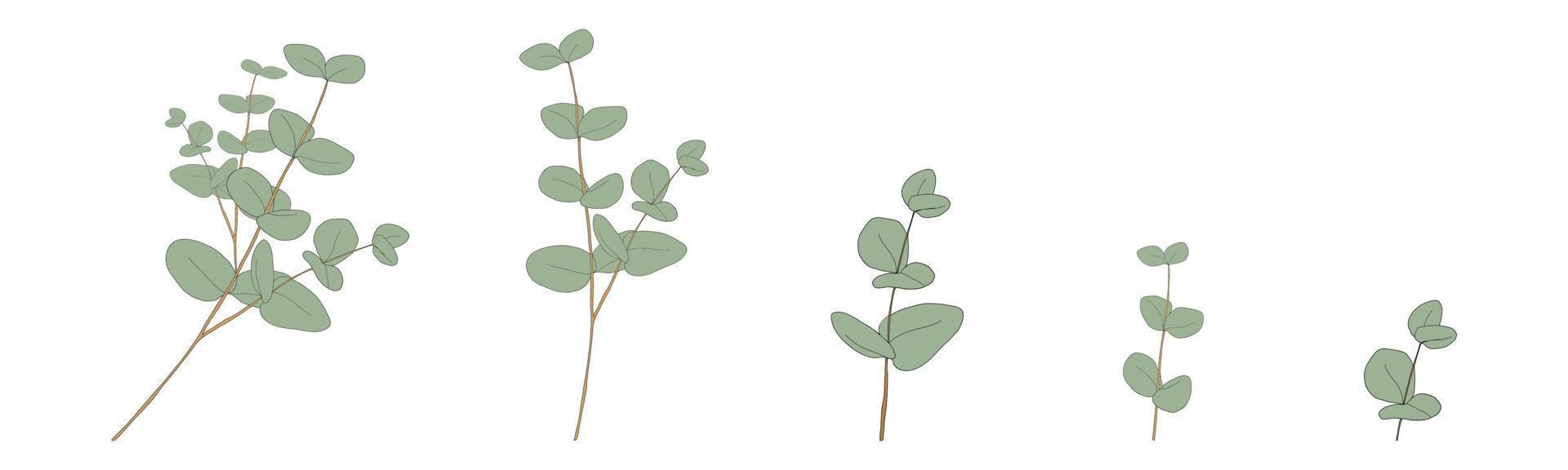 eukalyptusblätter runde form auf branchen.set vektorillustration natürliche grüne blattelemente, eukalyptus populus isoliert auf weißem hintergrund einfaches und niedliches design für textilien oder grußkarten vektor