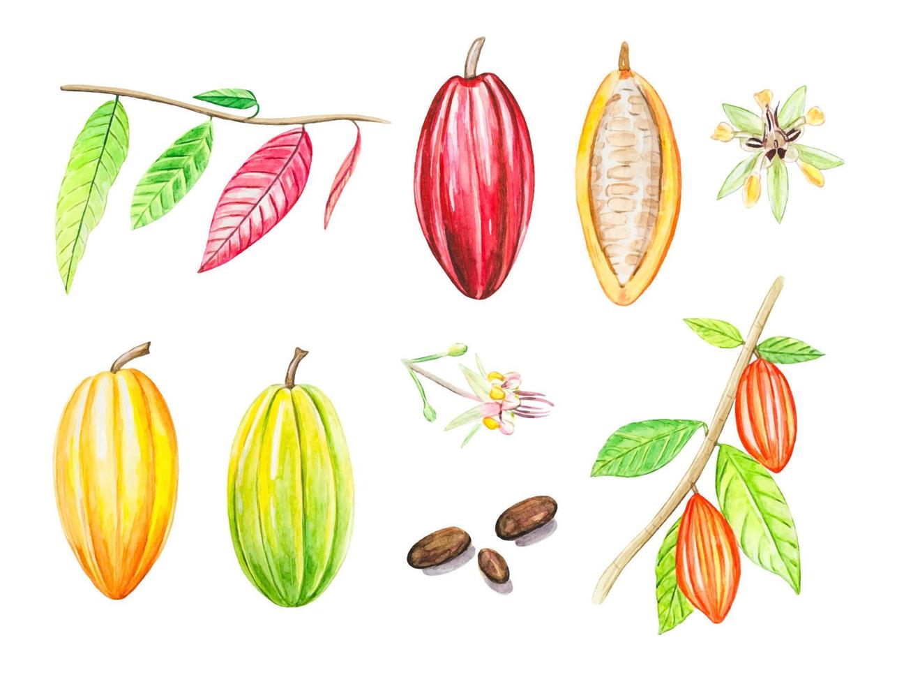 Aquarell Kakaofrüchte, Kakaoblätter, Bohnen. vektor