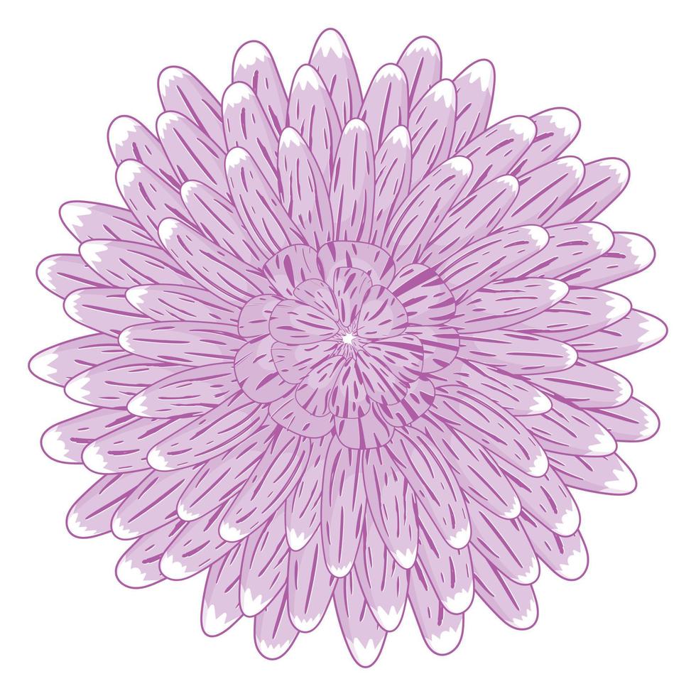 einfache lila Asterblume im flachen Stil isoliert auf weißem Hintergrund vektor