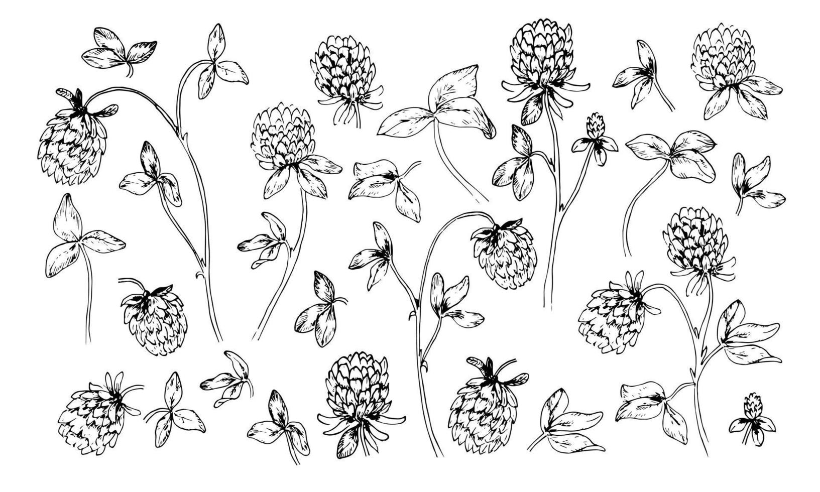 rotkleeblume zur honiggewinnung im vintage-stil. Skizze von Trifolium. Zeichnung von pratense. botanische Vektorillustration vektor