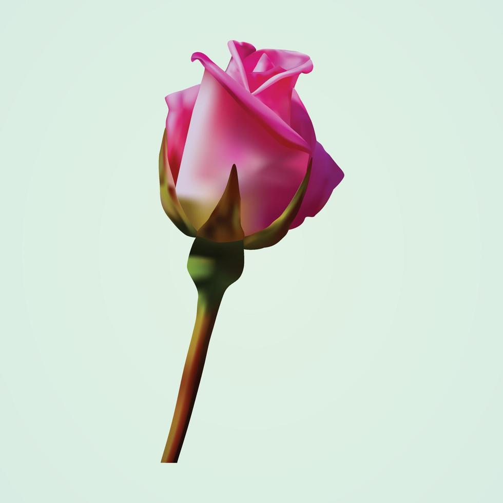 schöne einzelne rosa Rose isoliert auf weißem Hintergrund vektor