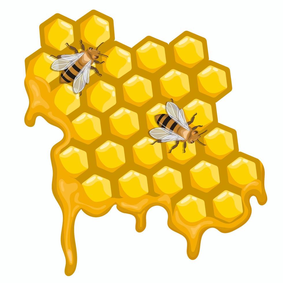 Zwei Bienen sitzen auf Waben. Vektorgrafiken isoliert auf weißem Hintergrund. vektor