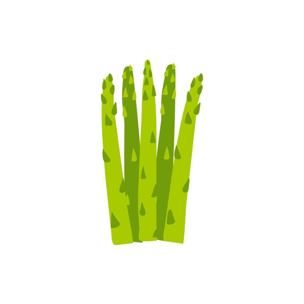 tecknad grön sparris isolerade. vektor stock illustration av sparris. användbar ätbar växt på en vit bakgrund.