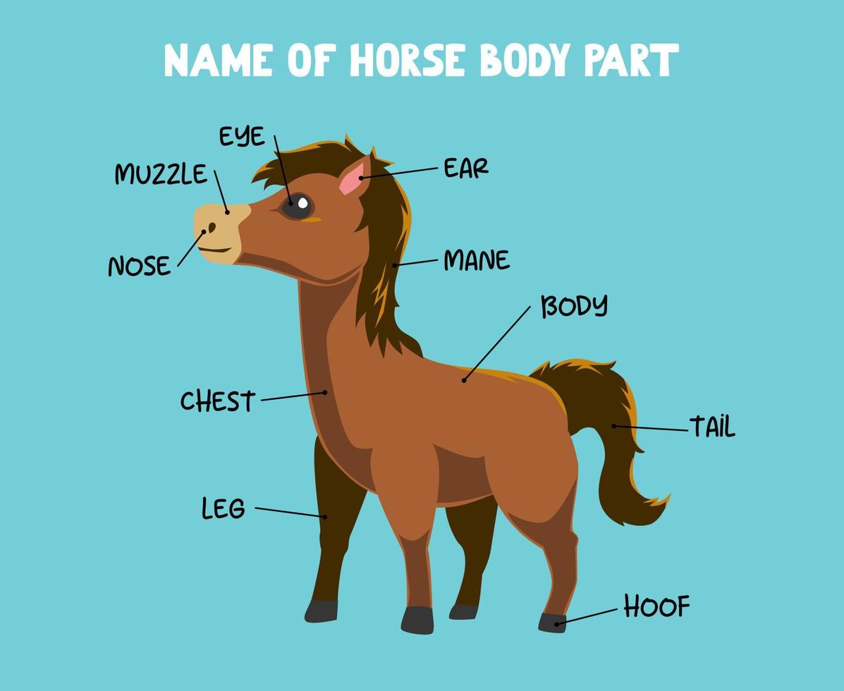 Name des niedlichen Cartoon-Pferdekörperteils für Kinder auf Englisch vektor