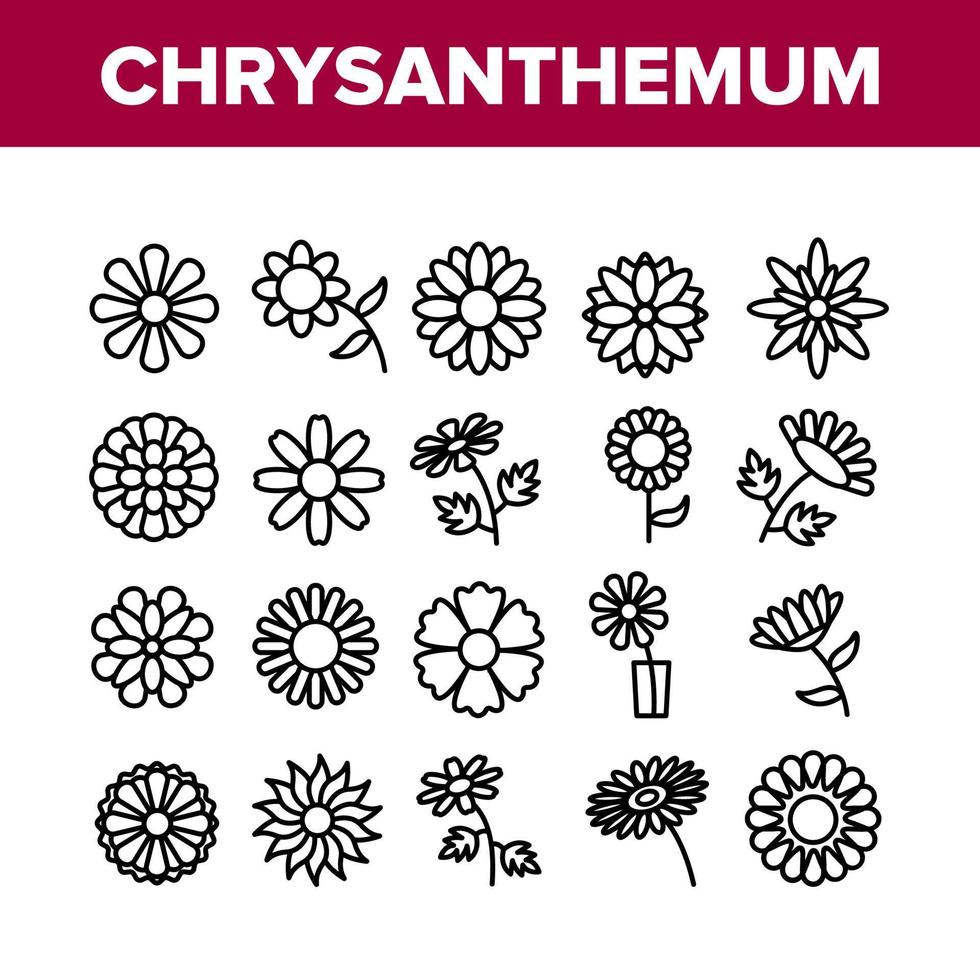 krysantemum blomma samling ikoner som vektor