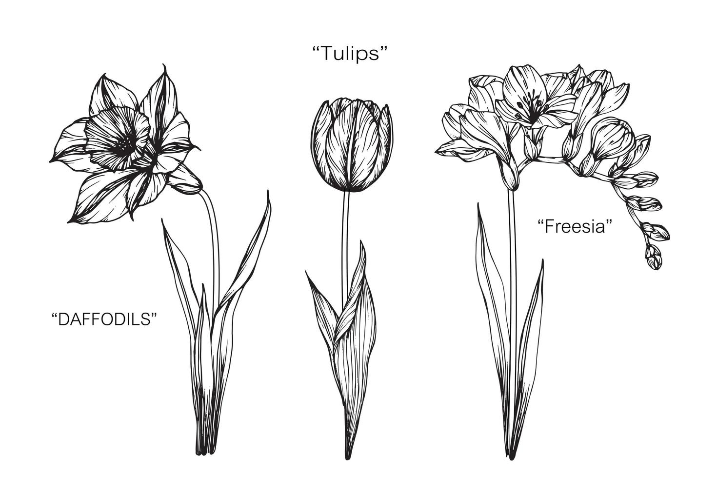 Narzissen, Tulpe, Freesienblüte. vektor